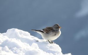 Sneeuwvink Winter editie Alpenvogels fotograferen