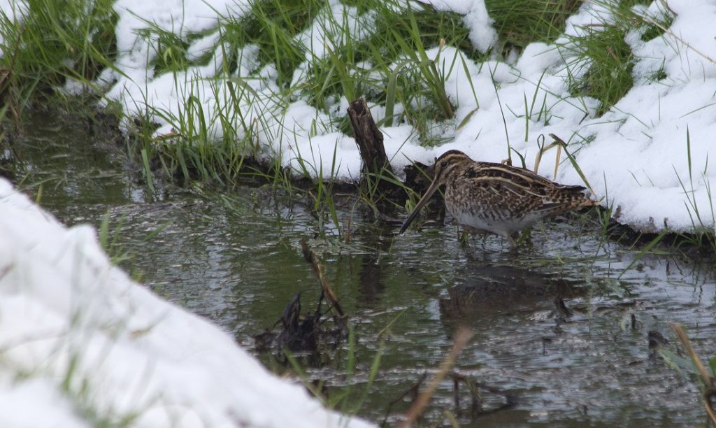 Watersnip, contact Goldcrest Nature Tours