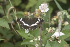 Kleine IJsvogelvlinder, Dwalen door de Kampina