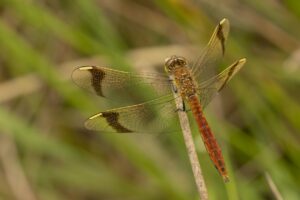 Natuurexcursie in Brabant"