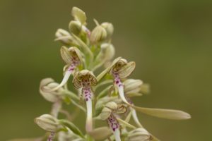 Bokkenorchis vlinderen in de Eifel