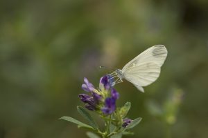 Boswitje Vlinderen in de Eifel