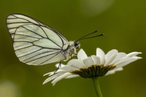 Groot geaderd witje vlinderen in de Eifel