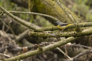 Spechten in Nationaal Landschap Winterswijk