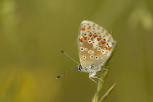 Icarusblauwtje vlinderen in de Eifel