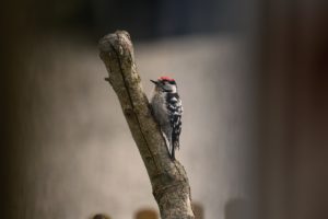 Kleine bonte specht Natuurschatten in de Belgische Ardennen I