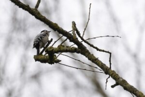 Spechten in Nationaal Landschap Winterswijk