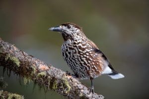 Notenkraker natuurschatten in de Belgische Ardennen I