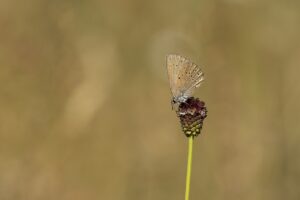 Natuurexcursie in Brabant"