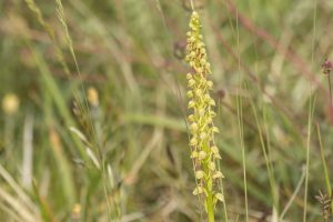 Poppenorchis