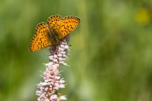 Ringoogparelmoervlinder Vlinderen in de Eifel