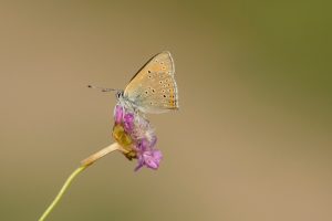 Rode vuurvlinder