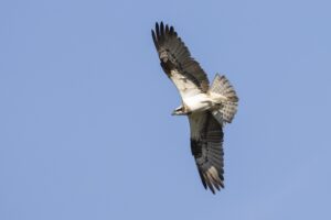 Visarend - Osprey in vlucht