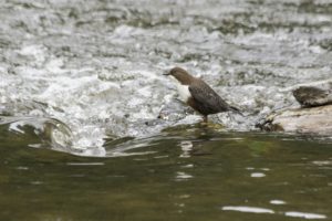 Waterspreeuw natuurschatten in de Belgische Ardennen I
