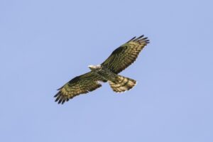 Wespendief | Natuurexcursie in Brabant"