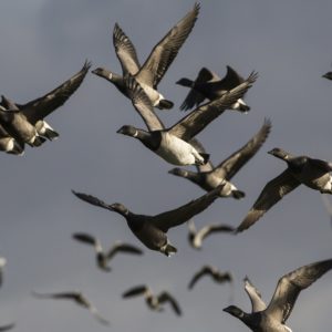 Witbuikrotgans vogelexcursie in de Delta