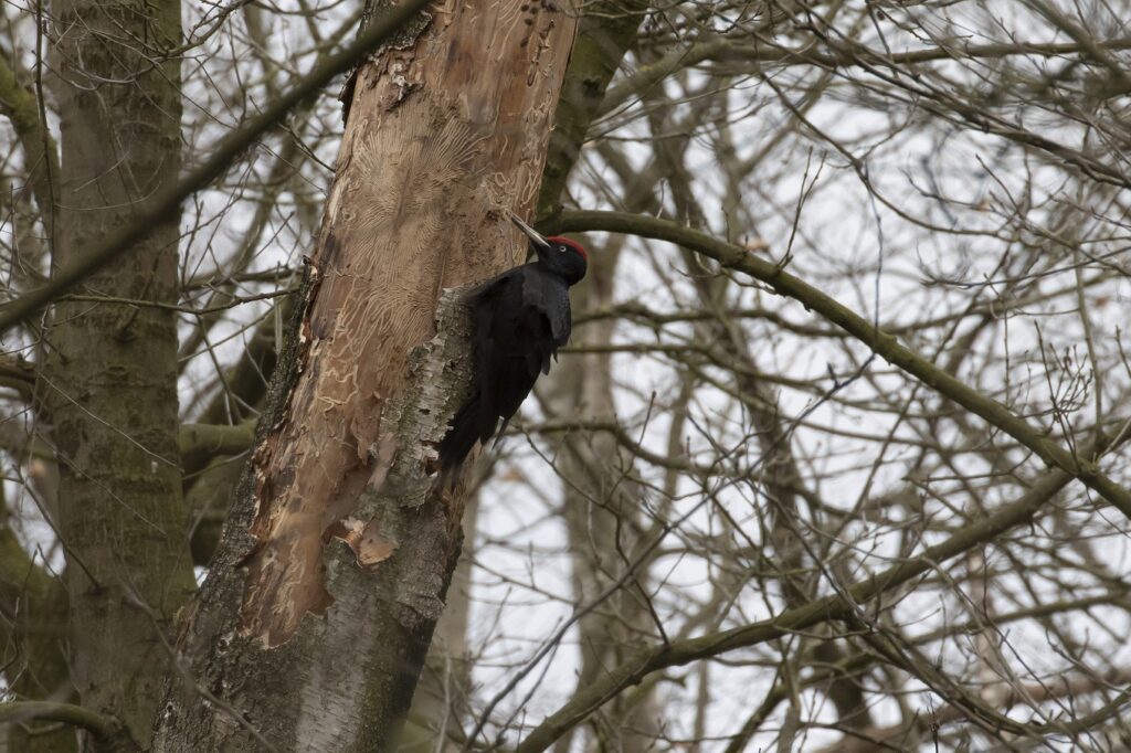 Spechten in Nationaal Landschap Winterswijk