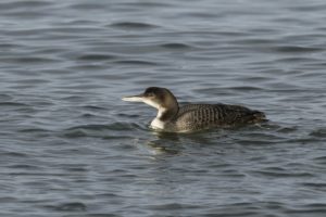 IJsduiker vogelexcursie in de Delta