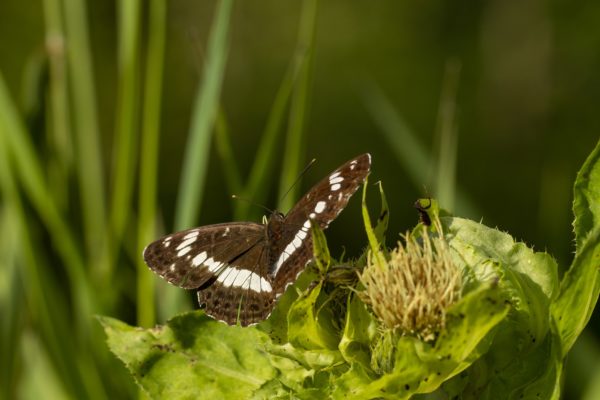 Kleine ijsvogelvlinder natuurbeleving in Brabant