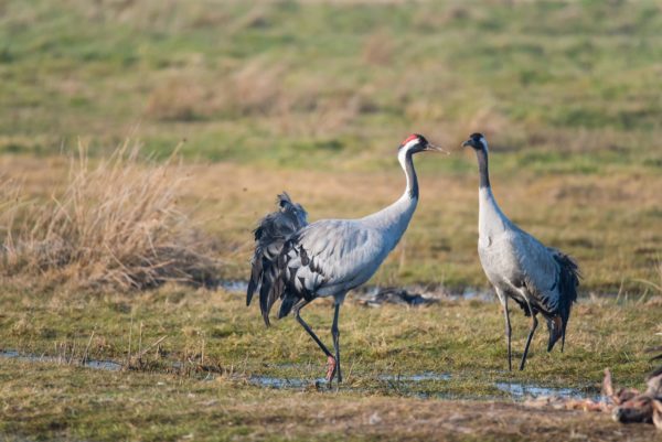 Kraanvogel Spechten in Nationaal landschap Winterswijk