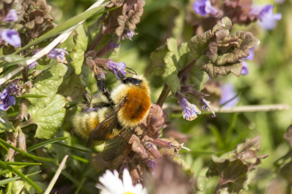 Moshommel Natuur op Voorne Putten