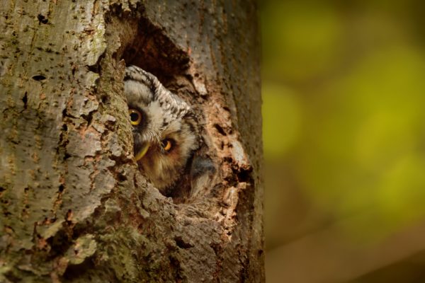Ruigpootuil natuurschatten in de Belgische Ardennen I