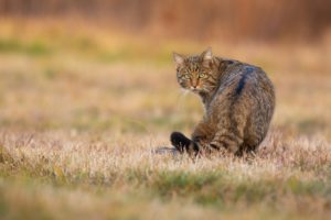 Wilde kat natuurschatten in de Belgische Ardennen I