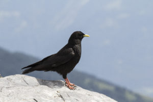 Alpenkauw winter editie Alpenvogels fotograferen