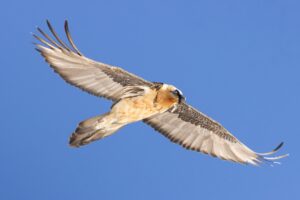 Fotografiereis Alpenvogels in de sneeuw