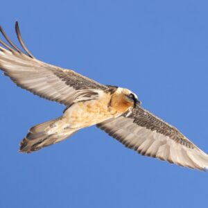 Fotografiereis Alpenvogels in de sneeuw