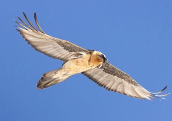 Fotografiereis Alpenvogels in de sneeuw