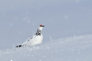 Alpensneeuwhoen fotografiereis Alpenvogels