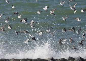 Natuurexcursie met vogels, vlinders, libellen en fotografie