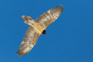 Juveniele Lammergier in de blauwe lucht fotografiereis Alpenvogels