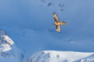 Lammergier fotografiereis Alpenvogels in Zwitserland