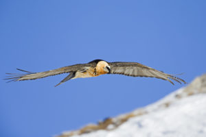 Lammergier adult fotografiereis Alpenvogels