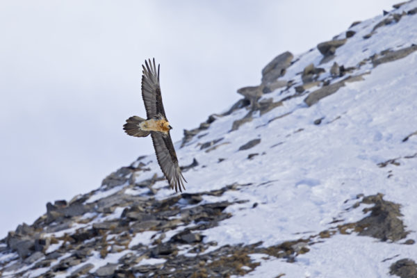Lammergier volwassen fotografiereis Alpenvogels Goldcrest Nature Tours