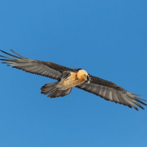 Lammergier fotografiereis Alpenvogels Zwitserland