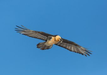 Lammergier fotografiereis Alpenvogels Zwitserland