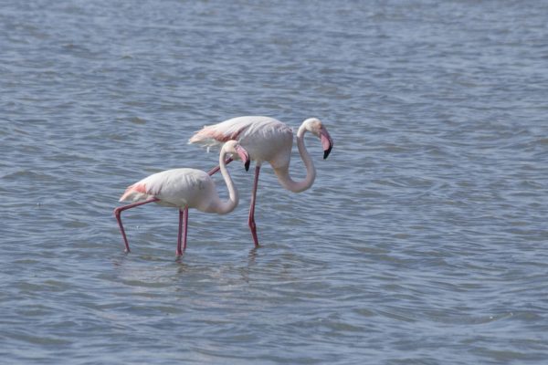 Flamingo Eleonora's valk en najaarsmigratie op Mallorca