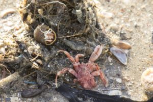 Zeedieren natuurexcursie op Goeree-winter