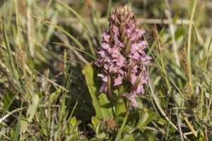 Vleeskleurige orchis