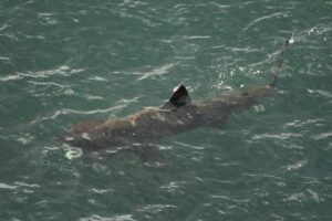 Baskingshark - Reuzenhaai"
