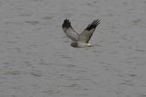 Blauwe kiekendief man vliegt over het water