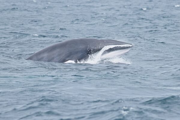 Dwergvinvis - Minke whale