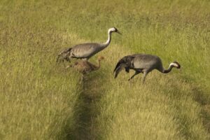 Familie Kraanvogel met jong stapt door het veld