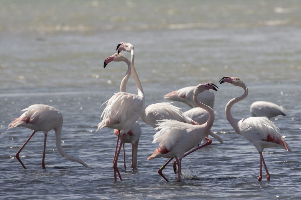 Lente in de Camargue