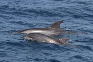 Gewone dolfijn - common dolfin"