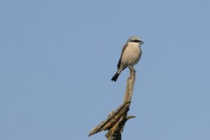 Natuurexcursie in Drenthe