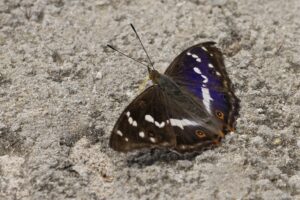 Natuurexcursie in Drenthe